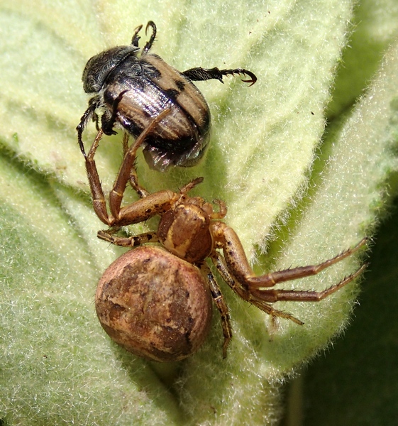 Xysticus - Moriago della Battaglia (TV)